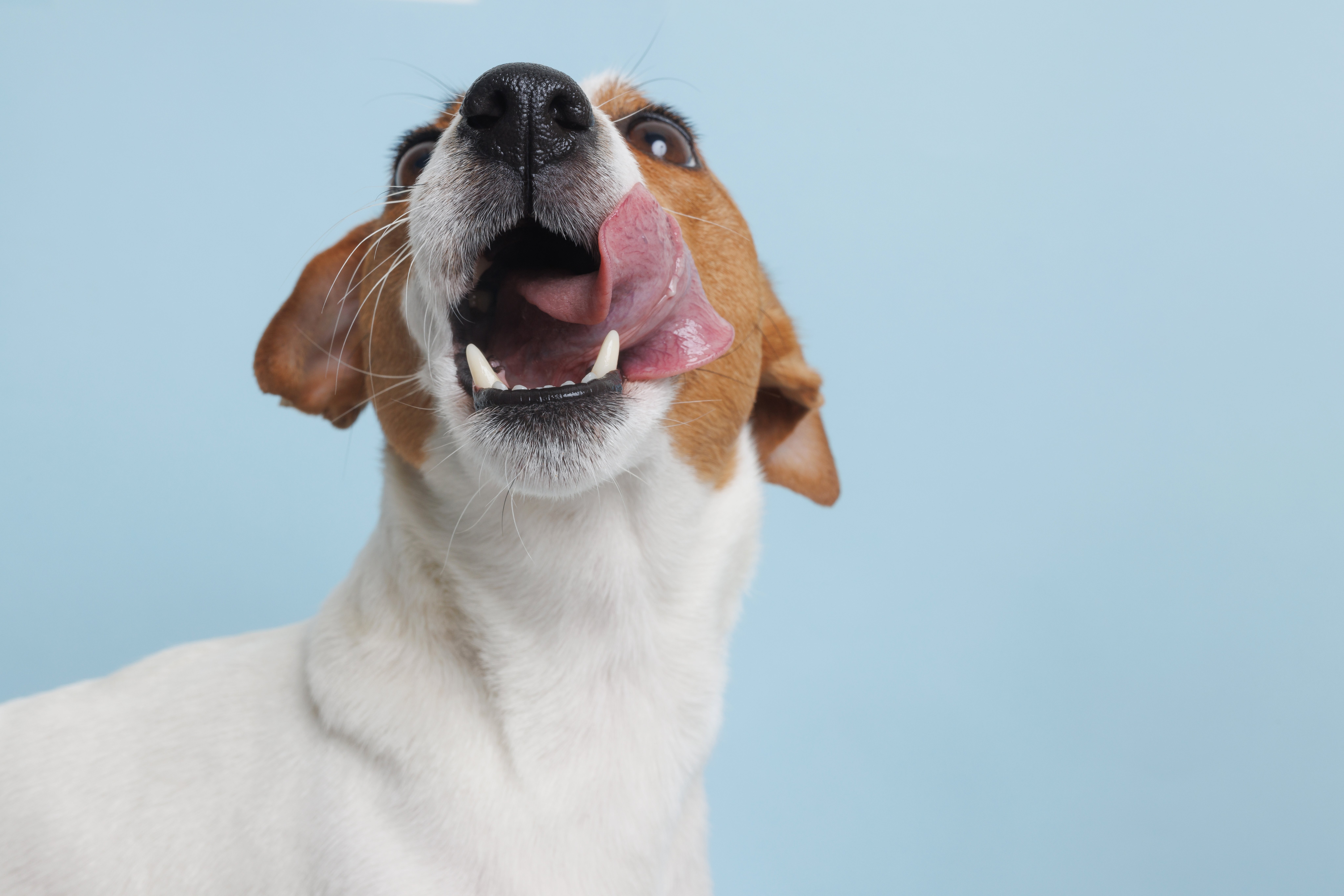 Dry Mouth in Dogs and Cats: What Causes It and How Oratene Helps Dry Mouth in Dogs and Cats: What Causes It and How Oratene Helps