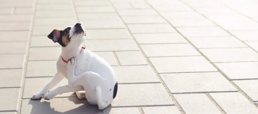 Reduce Your Pet’s Stress this Allergy Season Reduce Your Pet’s Stress this Allergy Season