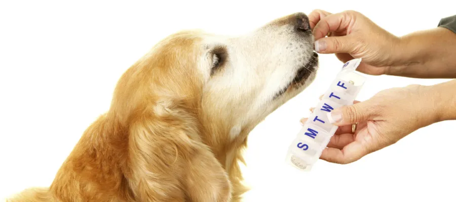 It’s Medicine Time: Try These Tips to Help Make it More Welcoming for Your Pet It’s Medicine Time: Try These Tips to Help Make it More Welcoming for Your Pet