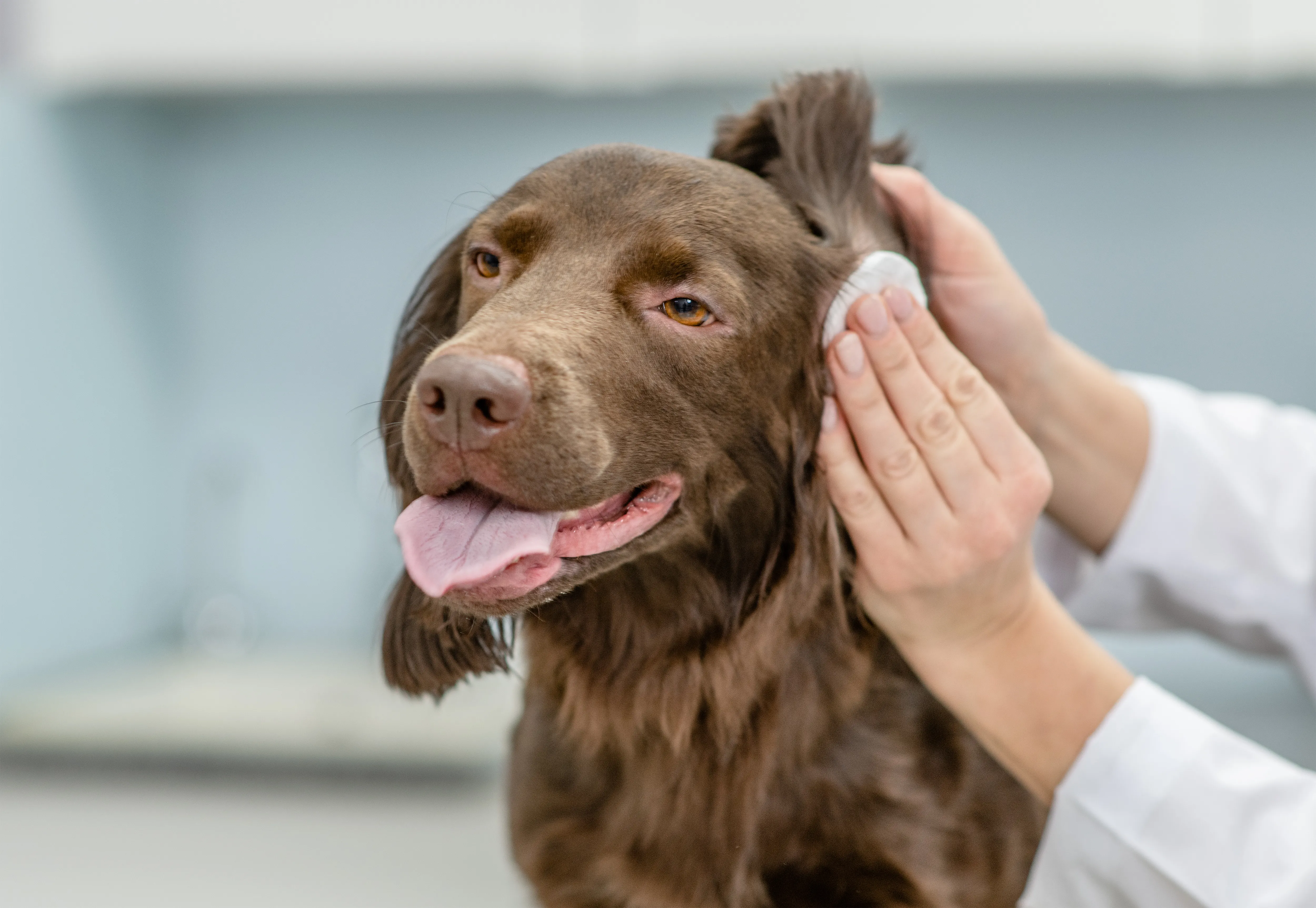 How to Treat Dog Ear Problems and More At Home How to Treat Dog Ear Problems and More At Home