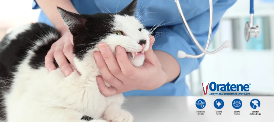 Cat Breeds Prone to Dental Issues: Causes, Prevention, and Care Cat Breeds Prone to Dental Issues: Causes, Prevention, and Care