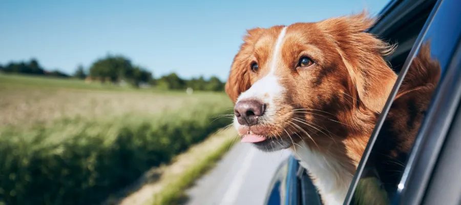 Pet-Friendly Travel and Adventure Tips Pet-Friendly Travel and Adventure Tips