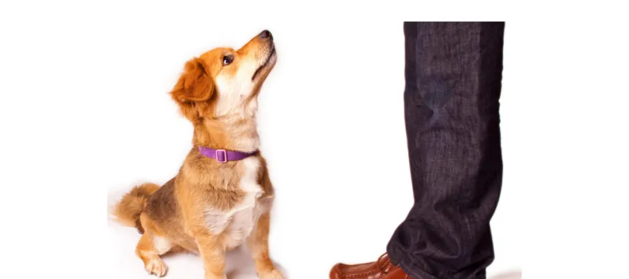 Solutions for 5 Dog Behavior Issues