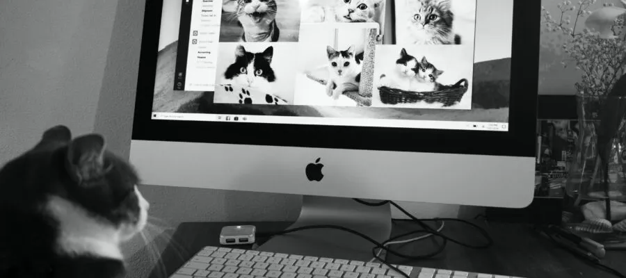 Starting the Year Off with a Purr! Starting the Year Off with a Purr!