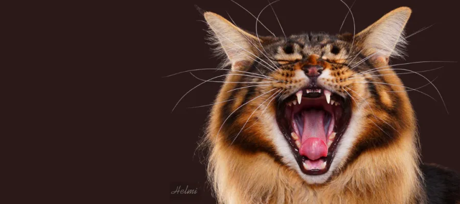 How to Maintain Your Cat’s Dental Health How to Maintain Your Cat’s Dental Health