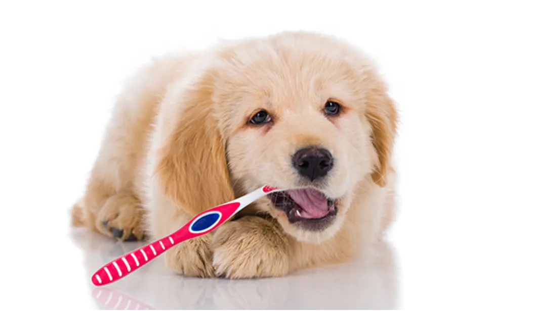 Promoting_Oral_Care_for_Overall_Pet_Health