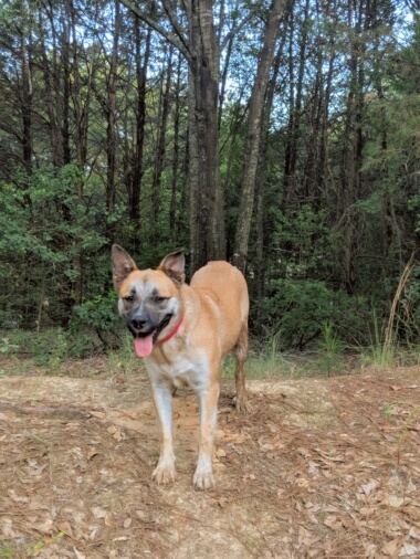 Pet photo