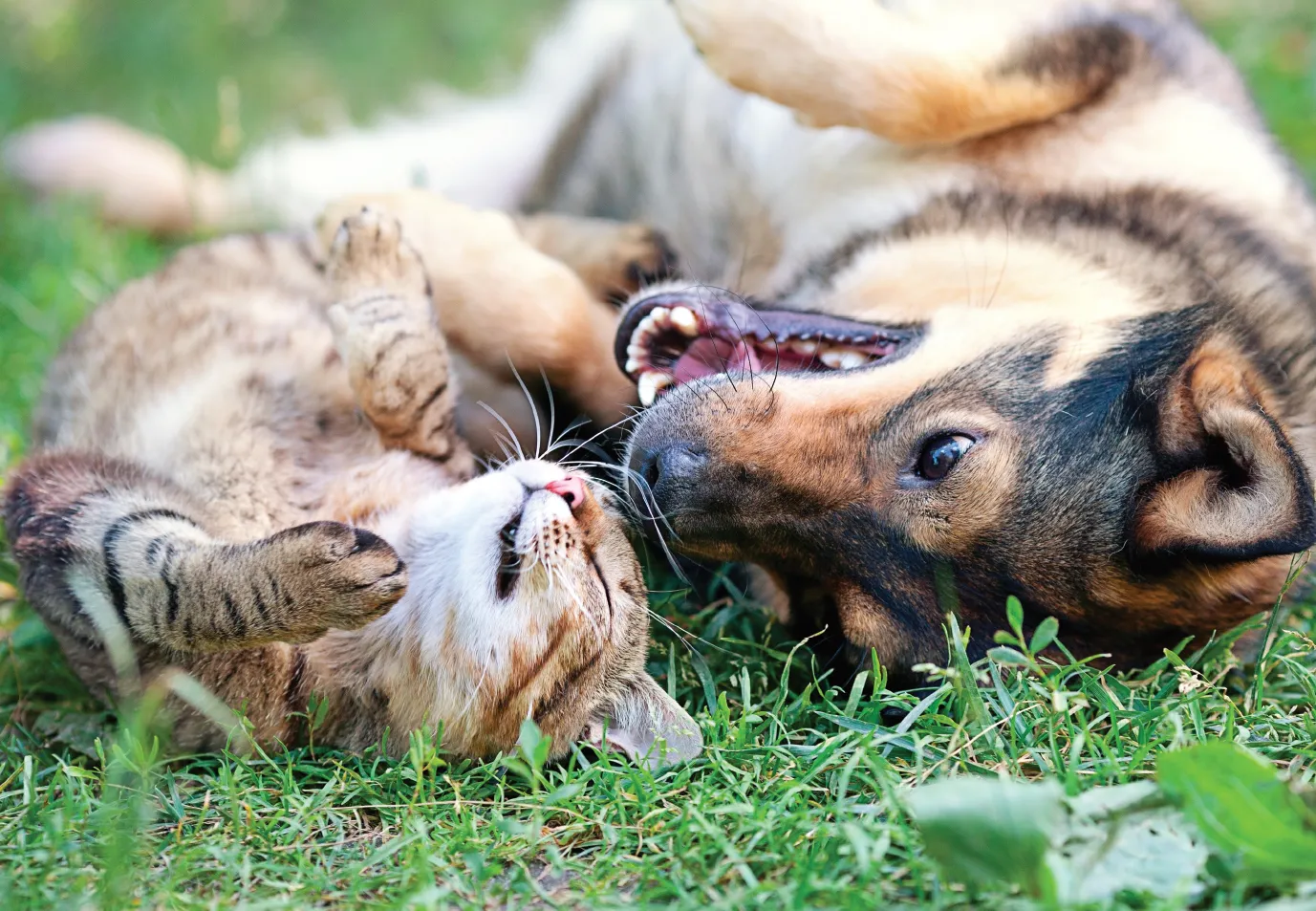 Pet_Business._Remedies._Natural_Boost._August_2018