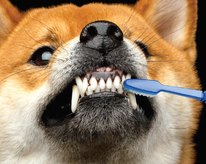 Healthy_Mouth_Healthy_Pet._