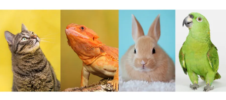 New ZYMOX® Solutions for Cats & Kittens, Small Animals & Exotics, Birds, and Reptiles New ZYMOX® Solutions for Cats & Kittens, Small Animals & Exotics, Birds, and Reptiles