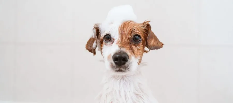Warm Weather Grooming Secrets For Dogs