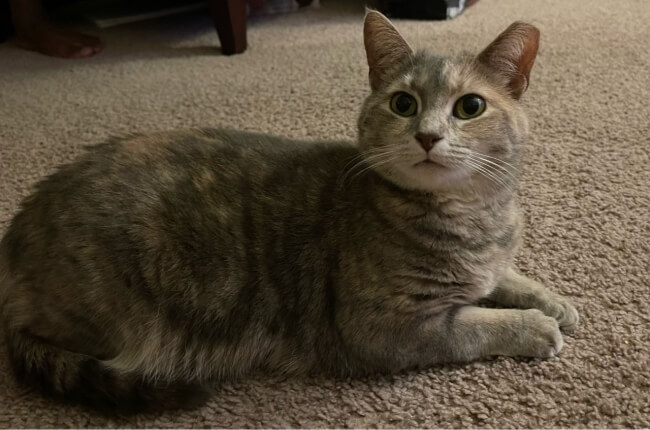 Pet photo