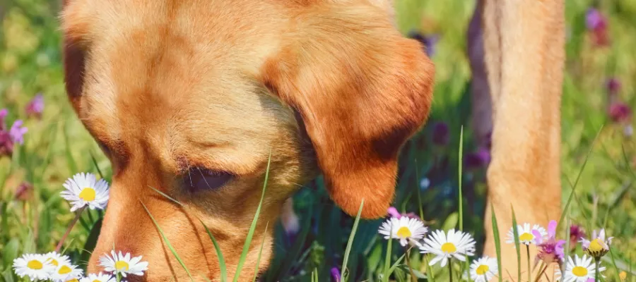How To Combat Spring Allergies in Pets How To Combat Spring Allergies in Pets
