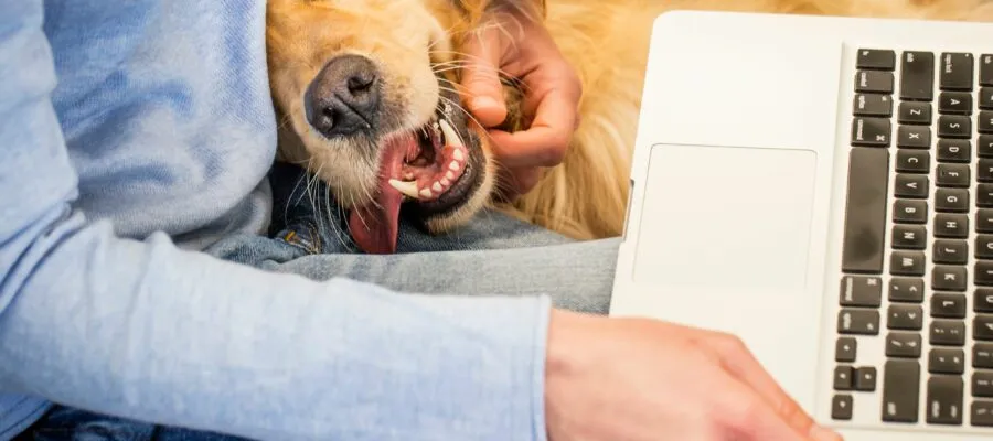 Top Ways to Keep Your Pets Safe and Entertained While You’re at Home Top Ways to Keep Your Pets Safe and Entertained While You’re at Home