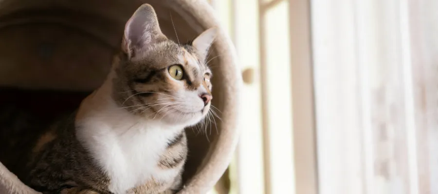 Insight Into Five Cat Behavior Issues in Honor of National Cat Day Insight Into Five Cat Behavior Issues in Honor of National Cat Day