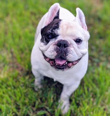 Pet photo