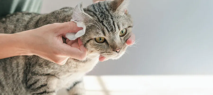 Digging Deep Into Skin and Ear Challenges in Cats and Kittens Digging Deep Into Skin and Ear Challenges in Cats and Kittens