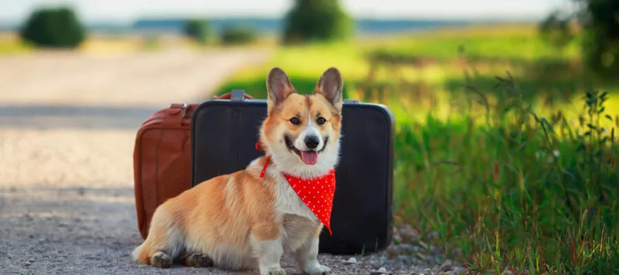 How to Travel with Pets – Travel Tips for You and Your Pet How to Travel with Pets – Travel Tips for You and Your Pet