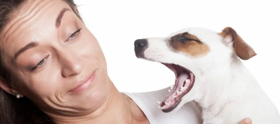 4 Reasons Your Dog Has Bad Breath 4 Reasons Your Dog Has Bad Breath
