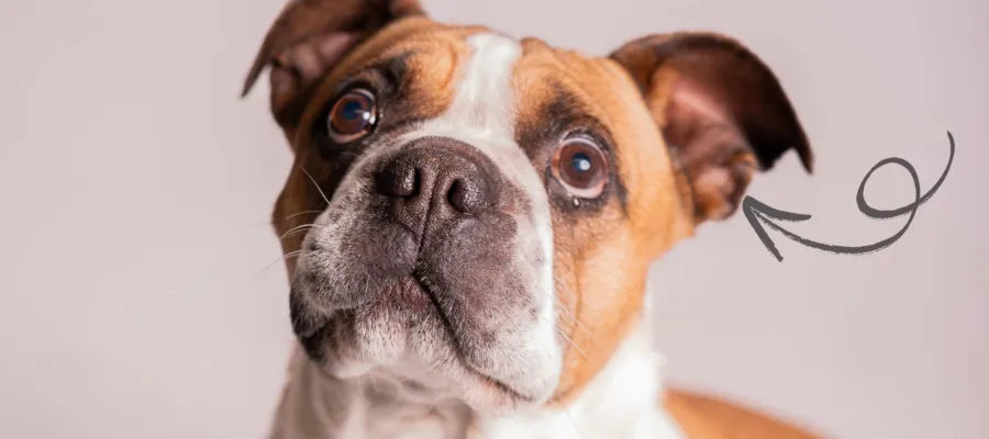 How to Treat and Prevent Skin and Ear Issues in French Bulldogs How to Treat and Prevent Skin and Ear Issues in French Bulldogs