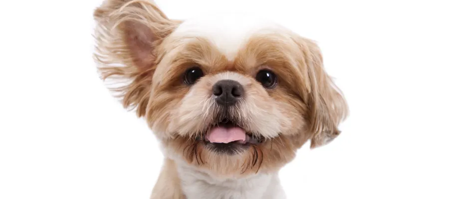 Now Ear This! Read Your Dog’s Mood by His Ear Posturing Now Ear This! Read Your Dog’s Mood by His Ear Posturing