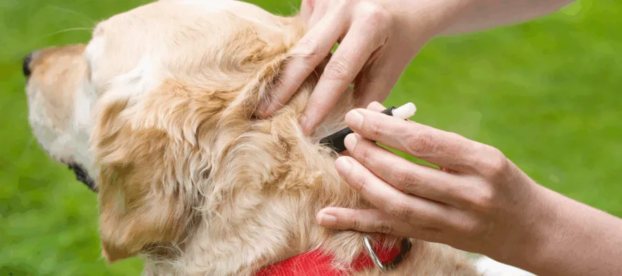 Natural Remedies to Soothe Bug Bites on Dogs
