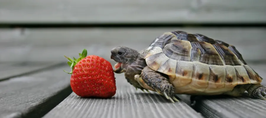 Shell-lebration Time: Top Tips for Turtle Care Shell-lebration Time: Top Tips for Turtle Care