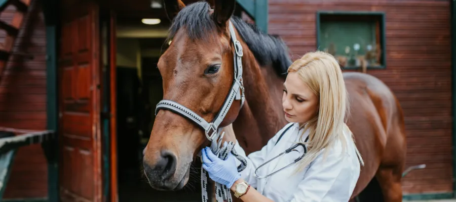How to Identify Pain in Horses, Birds, and Exotics How to Identify Pain in Horses, Birds, and Exotics