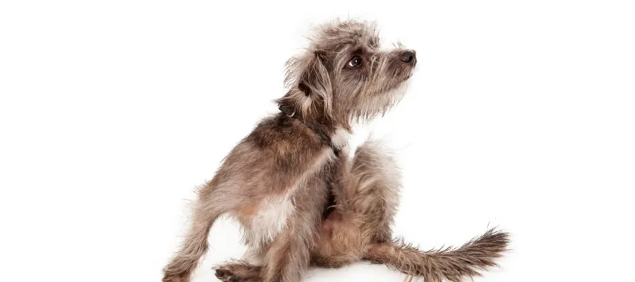 Effective Relief for Your Dog’s Dry, Itchy Coat This Winter Effective Relief for Your Dog’s Dry, Itchy Coat This Winter