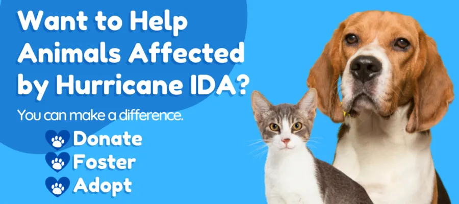 Help Animals Affected by Hurricane IDA!
