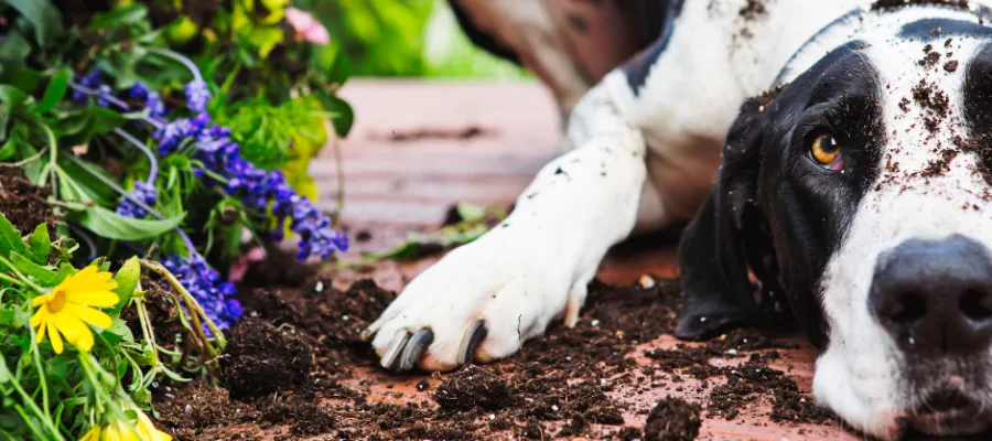 Gardening Tips for Pet Parents: Pet-Friendly Plants and Pesticide Safety Gardening Tips for Pet Parents: Pet-Friendly Plants and Pesticide Safety