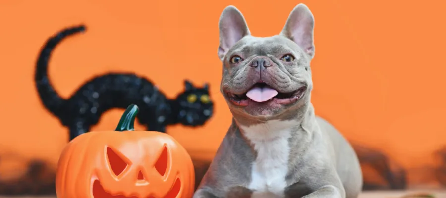 Halloween Pet Tips Halloween Pet Tips