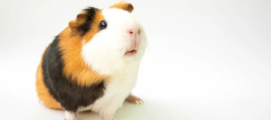 How to Care for Your Guinea Pigs 