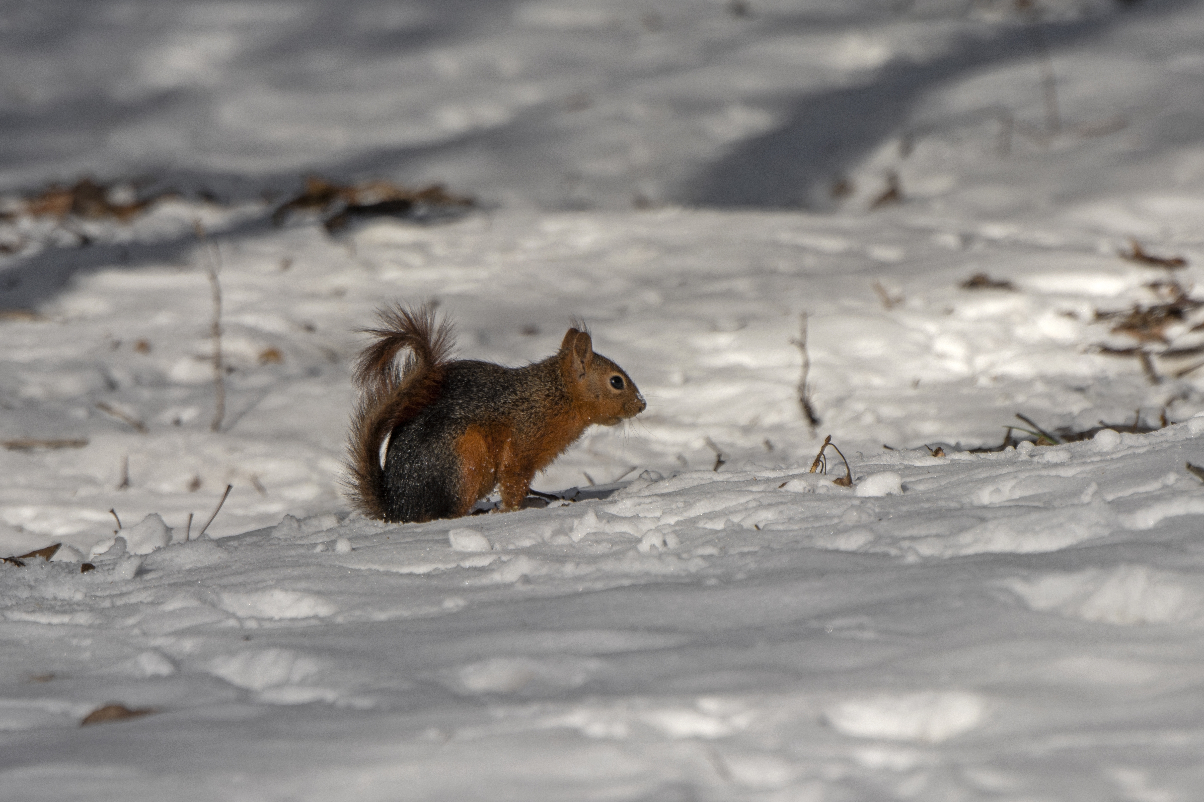 How to Help Outdoor Pets and Wildlife During Freezing Weather