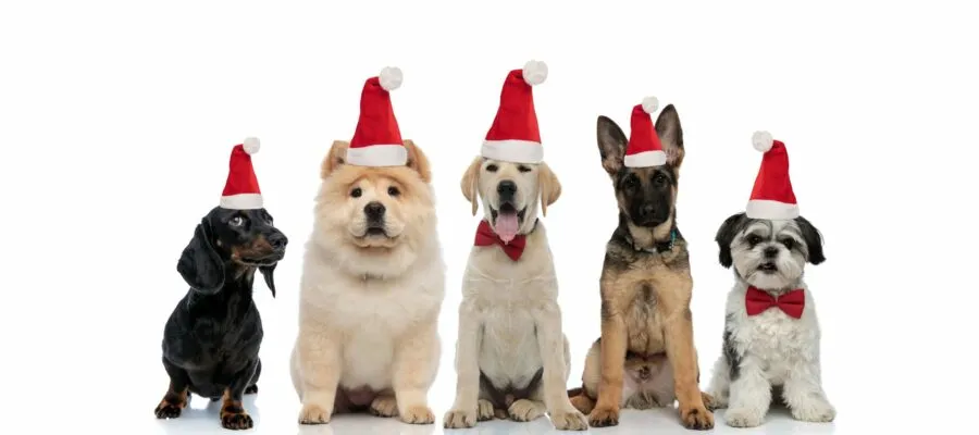 ‘Tis the Season to Not Forget Our Furry Friends ‘Tis the Season to Not Forget Our Furry Friends
