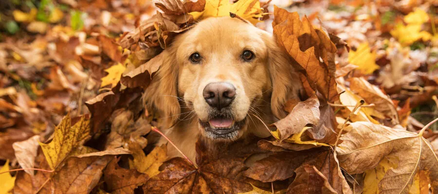 Fall Allergies and Your Pets: Symptoms & Treatment Fall Allergies and Your Pets: Symptoms & Treatment