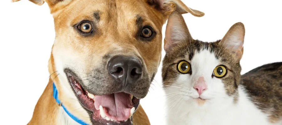 Boosting “Can-Do” Confidence in Your Anxious Dog or Cat Boosting “Can-Do” Confidence in Your Anxious Dog or Cat