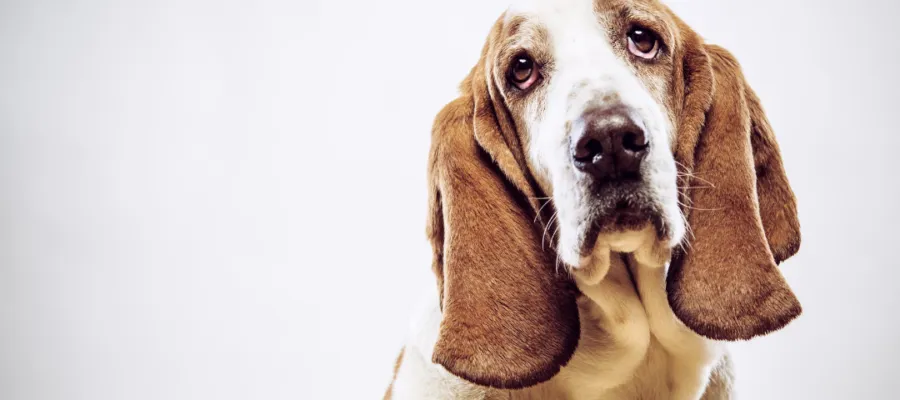 Summertime Ear Care and Preventing Dog Ear Infections Summertime Ear Care and Preventing Dog Ear Infections