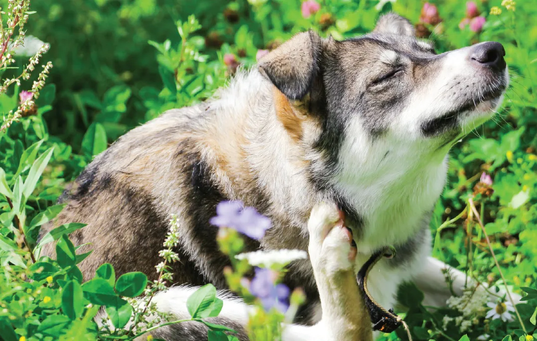 Pet_Business_April_2019_Comfortable_in_Their_Own_Skin