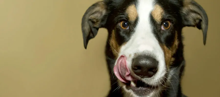10 Signs of Dental Disease In Pets You Might Be Overlooking 10 Signs of Dental Disease In Pets You Might Be Overlooking