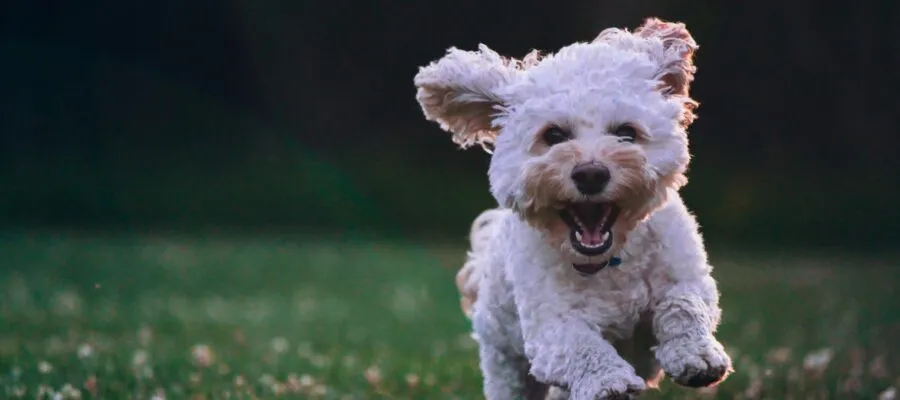 Tips to Help Your Pet Cope with This Pandemic in a Healthy Way Tips to Help Your Pet Cope with This Pandemic in a Healthy Way