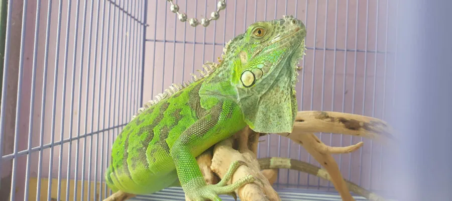 The Reptile Revolution: Understanding the Appeal of Reptiles as Pets The Reptile Revolution: Understanding the Appeal of Reptiles as Pets