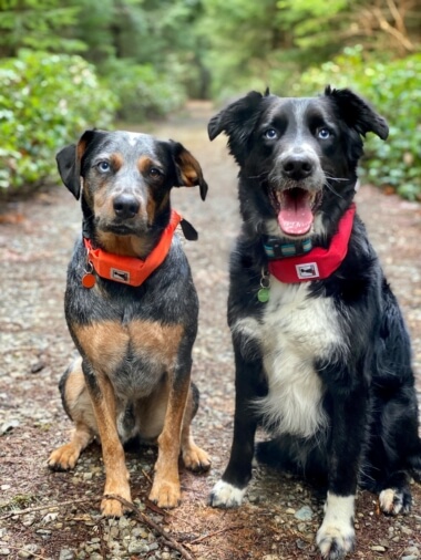 Pet photo