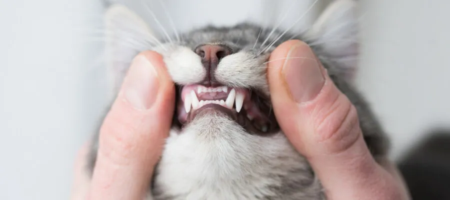 Be Down in Your Pet’s Mouth: Identifying and Preventing Five Dental Issues In Dogs and Cats Be Down in Your Pet’s Mouth: Identifying and Preventing Five Dental Issues In Dogs and Cats