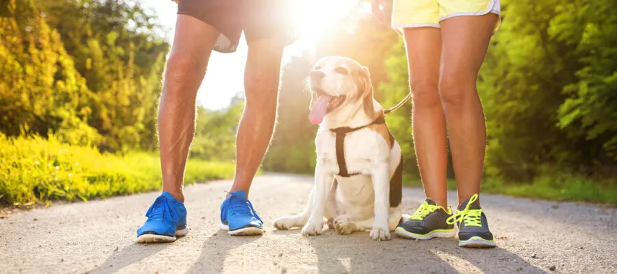 Common-Sense Care Tips for Keeping Pets Cool in the Summer Common-Sense Care Tips for Keeping Pets Cool in the Summer