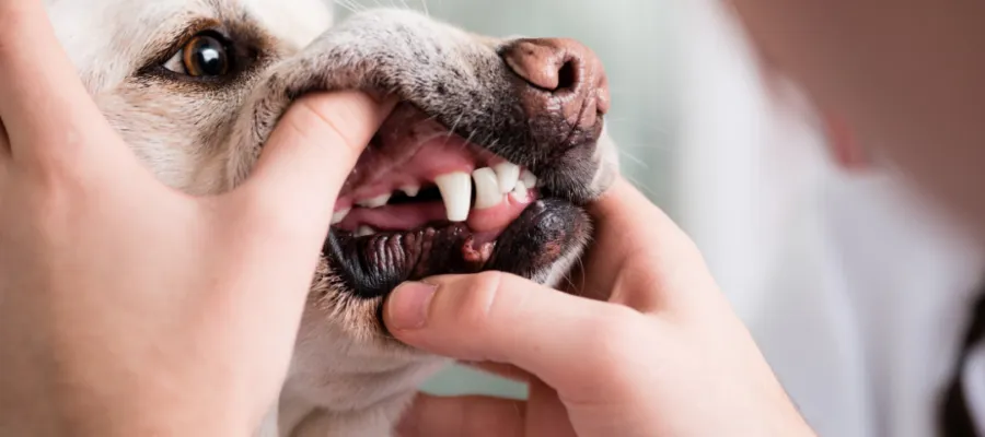 How to Keep Good Dental Hygiene in Dogs How to Keep Good Dental Hygiene in Dogs