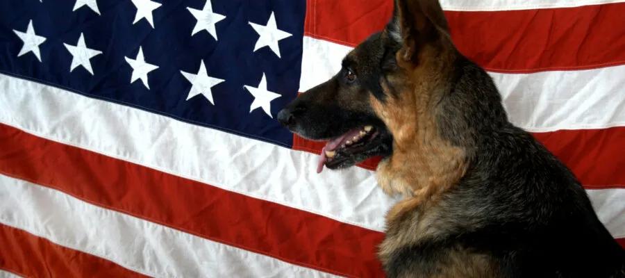 Pet King Brands’ ZYMOX® and Oratene® Proudly Made in the USA Pet King Brands’ ZYMOX® and Oratene® Proudly Made in the USA