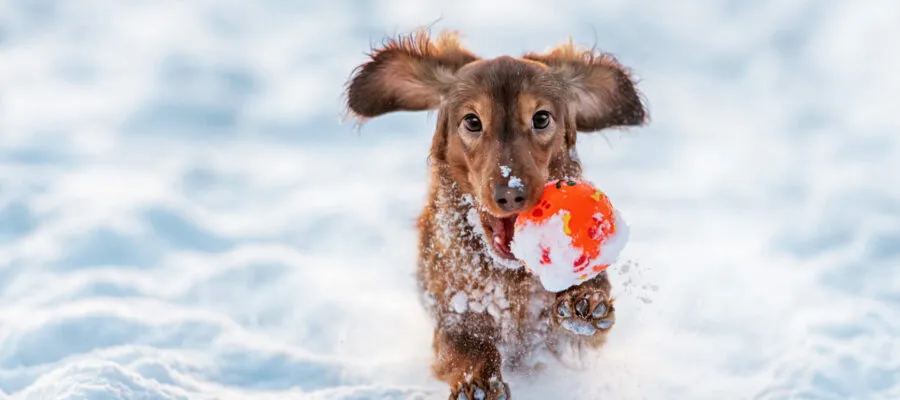 How to Keep Your Pets Warm During the Winter How to Keep Your Pets Warm During the Winter