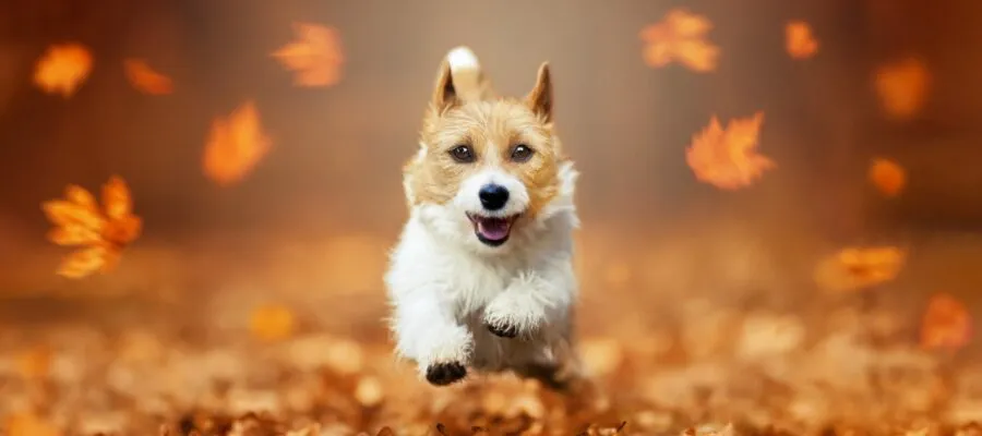 Falling Leaves, Changing Seasons, and Itchy Pets: A Pet Parent’s Guide