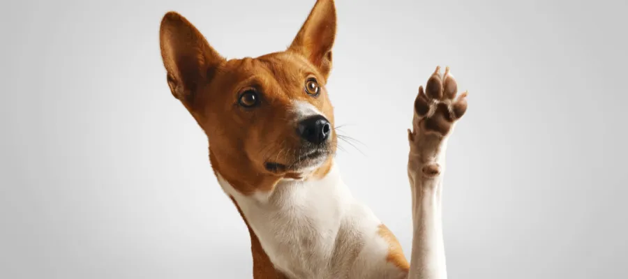 How to Prevent Your Dog’s Feet From Smelling Like Corn Chips How to Prevent Your Dog’s Feet From Smelling Like Corn Chips